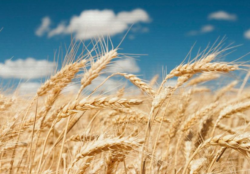What Is Starch? Types, Benefits, Risks, and More