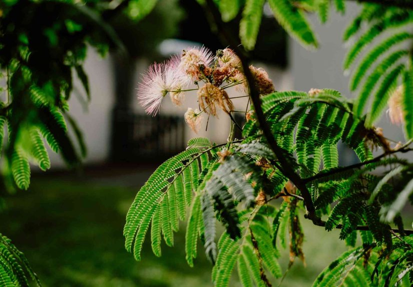 When and How to Prune Mimosa Tree Like a Pro